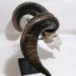 Widderkopf Schädel Knochen Hörner geschnitzt auf Ständer