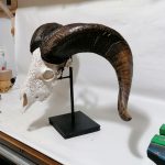 Widderkopf Schädel Knochen Hörner geschnitzt auf Ständer